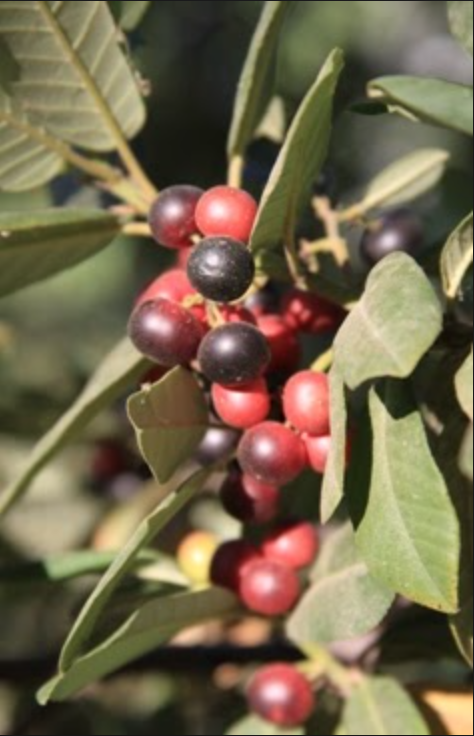 This shows the berries of a California coffeeberry. (Image Courtesy of the California Native Plant Society)